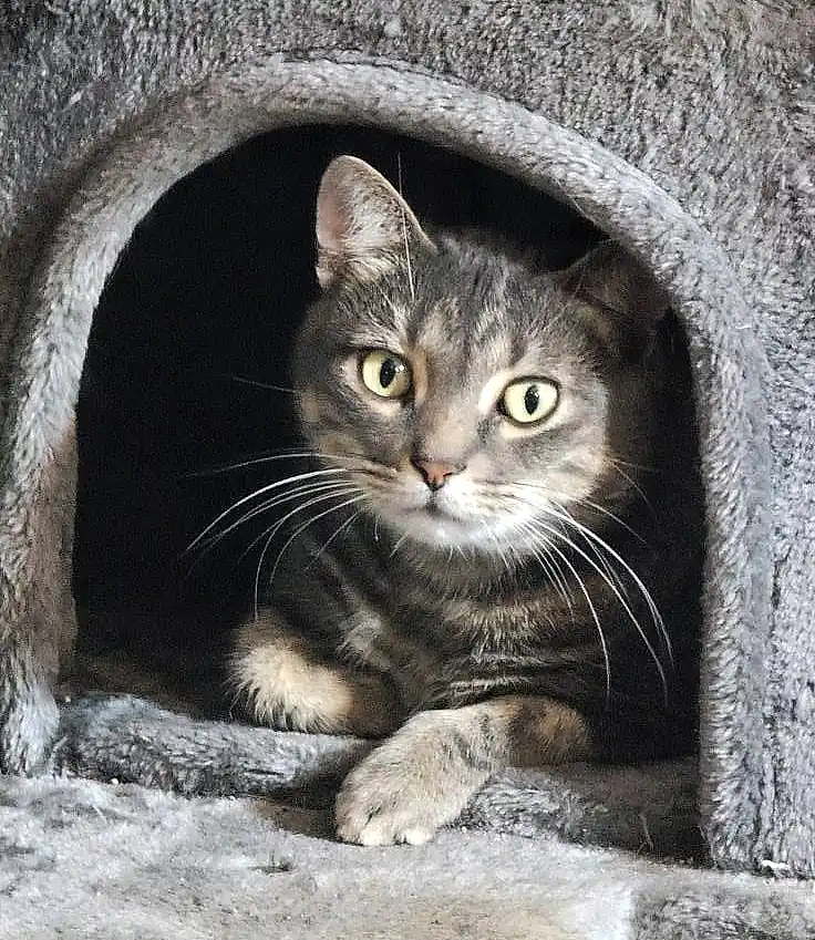 Photo of the candle company's pest control department. Photo of a grey cat lounging in a cave of his cat tree.